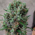 ace SEEDS-Papua New Guinea