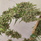 ace SEEDS-Papua New Guinea