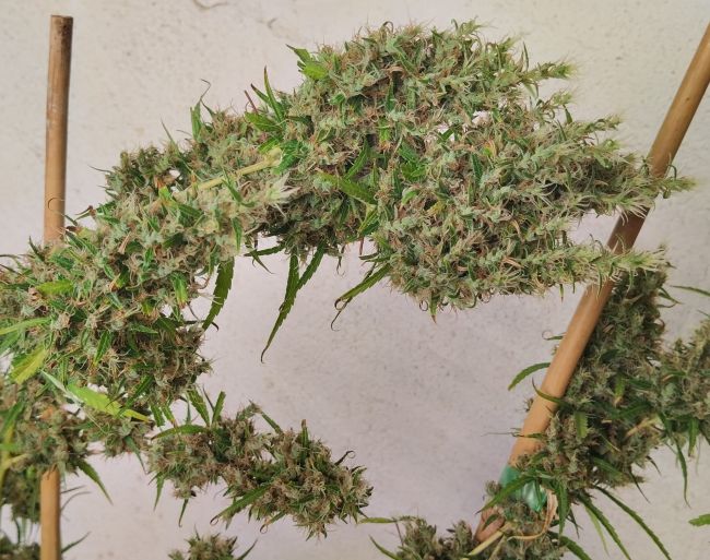 ace SEEDS-Papua New Guinea