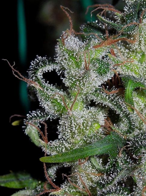 ace SEEDS-Zamaldelica