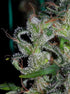ace SEEDS-Zamaldelica