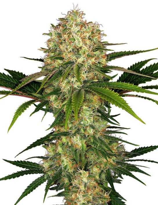 Afghani 1 - Cannaseuse - Curated Genetics - Sensi Seeds