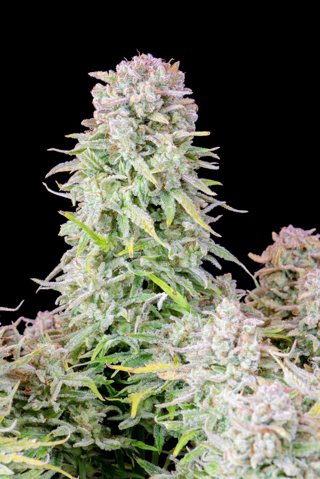 Afghan Kush Auto - Cannaseuse - Curated Genetics - 42 Fast Buds