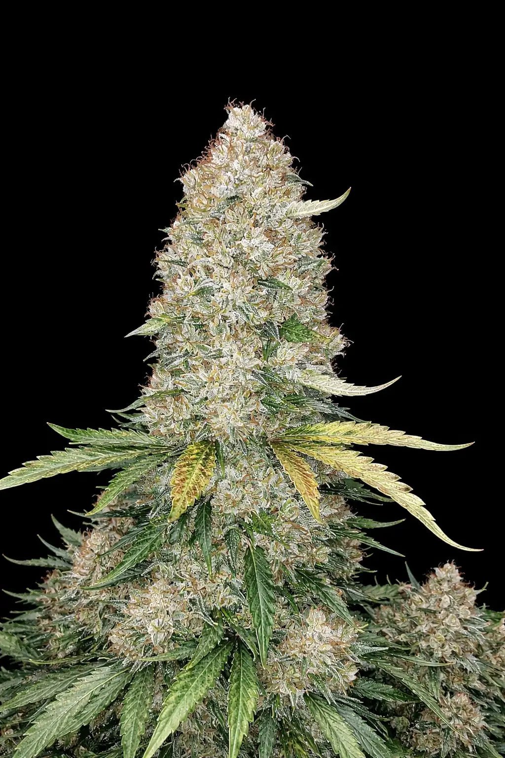 Afghan Kush Auto - Cannaseuse - Curated Genetics - 42 Fast Buds