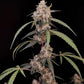 AK Auto - Cannaseuse - Curated Genetics - 42 Fast Buds