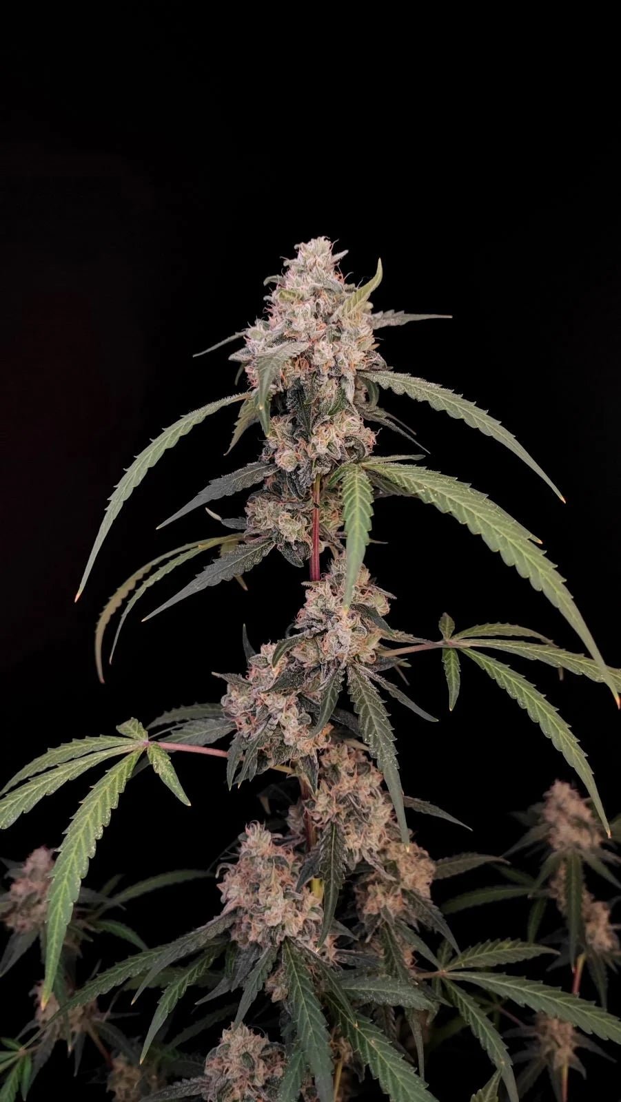 AK Auto - Cannaseuse - Curated Genetics - 42 Fast Buds