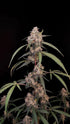 AK Auto - Cannaseuse - Curated Genetics - 42 Fast Buds