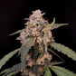 AK Auto - Cannaseuse - Curated Genetics - 42 Fast Buds