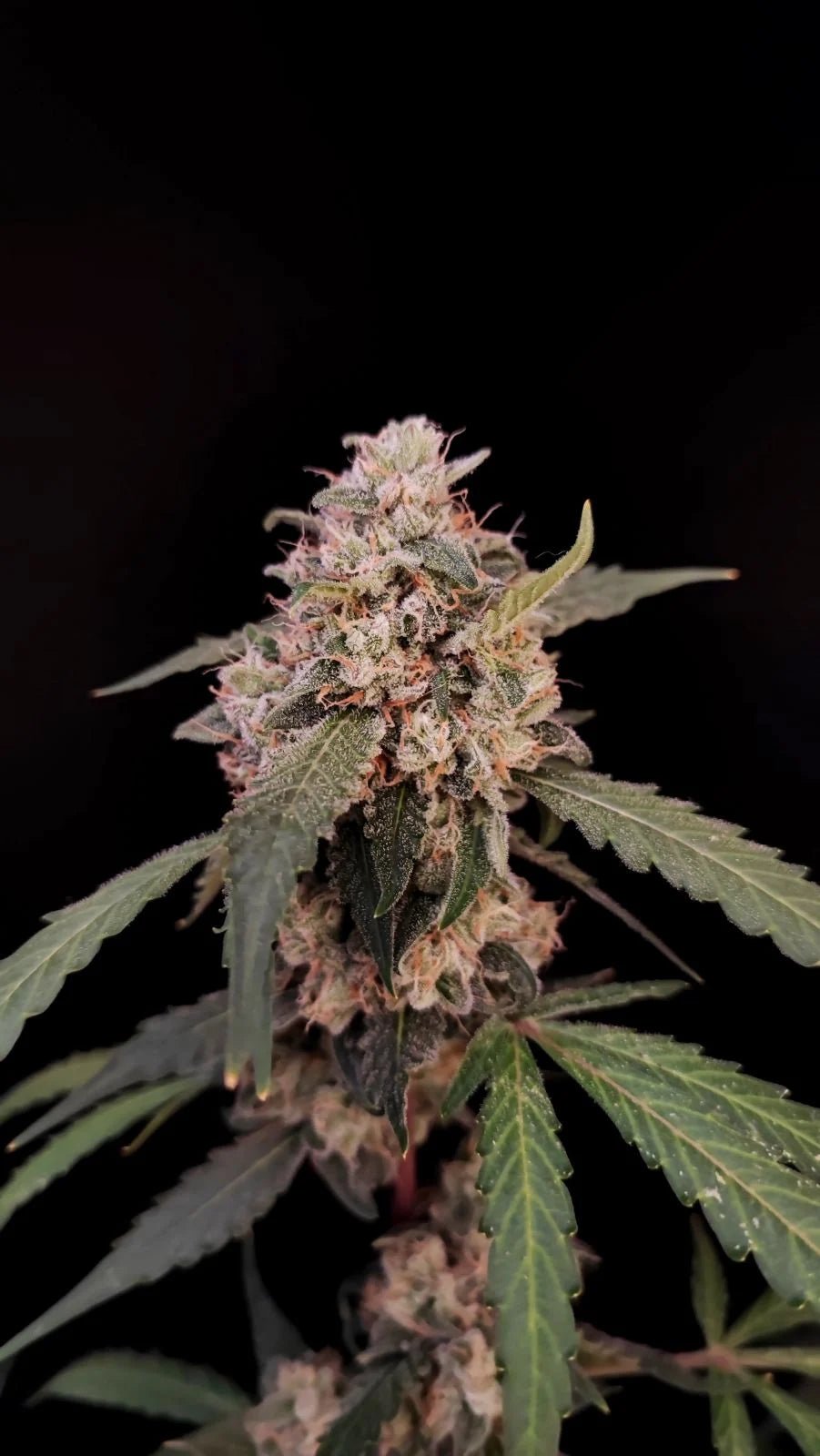 AK Auto - Cannaseuse - Curated Genetics - 42 Fast Buds