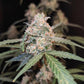 AK Auto - Cannaseuse - Curated Genetics - 42 Fast Buds