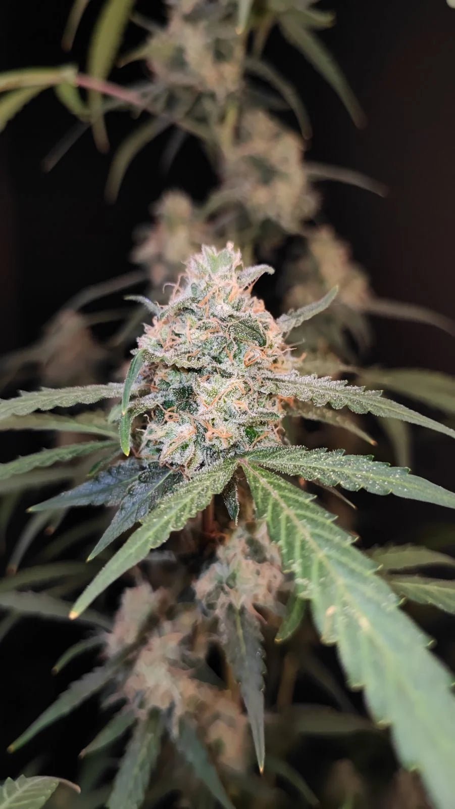 AK Auto - Cannaseuse - Curated Genetics - 42 Fast Buds