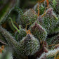 Humboldt Seed Company-All Gas OG