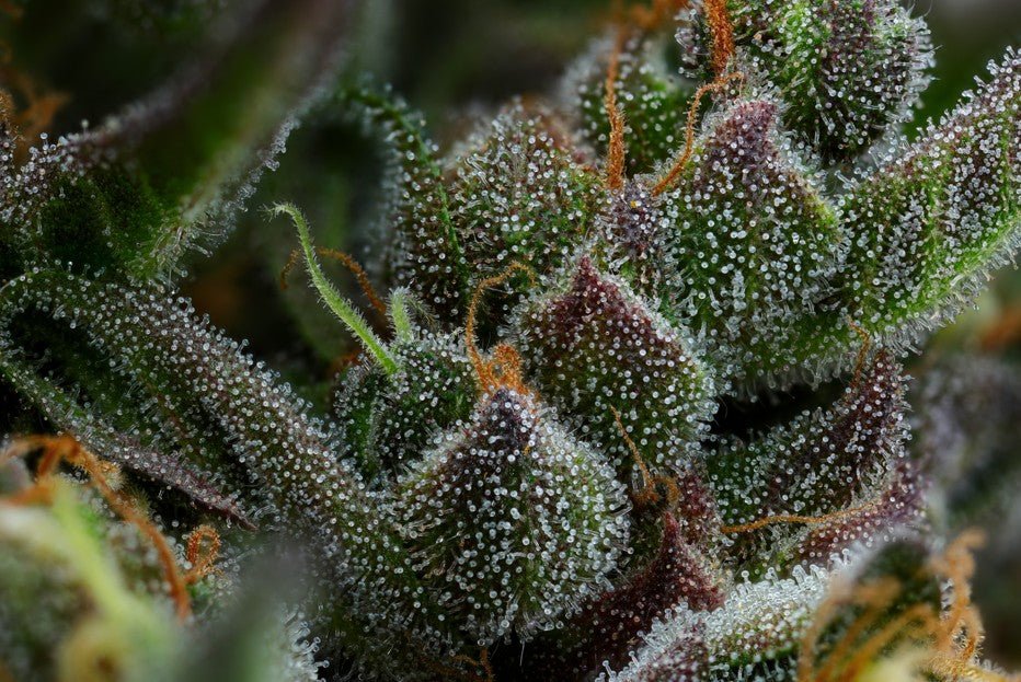Humboldt Seed Company-All Gas OG