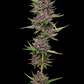 Humboldt Seed Company-All Gas OG