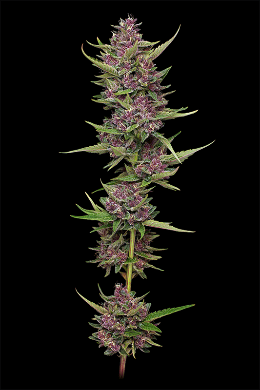 Humboldt Seed Company-All Gas OG