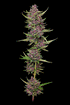 Humboldt Seed Company-All Gas OG