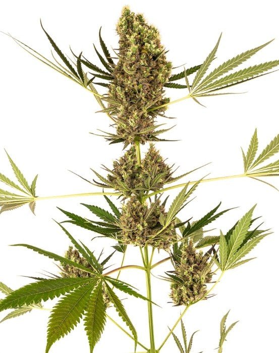 Alpine Delight CBD - Cannaseuse - Curated Genetics - Sensi Seeds