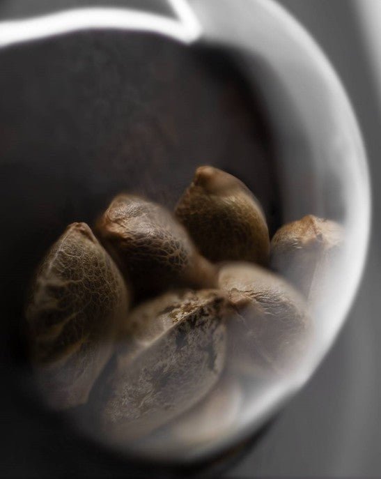 Alpine Delight CBD - Cannaseuse - Curated Genetics - Sensi Seeds