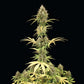 Amnesia Haze Auto - Cannaseuse - Curated Genetics - Royal Queen Seeds