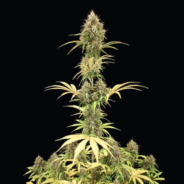 Amnesia Haze Auto - Cannaseuse - Curated Genetics - Royal Queen Seeds