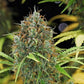 Amnesia Haze Auto - Cannaseuse - Curated Genetics - Royal Queen Seeds