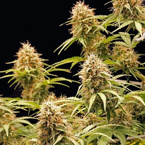 Amnesia Haze Auto - Cannaseuse - Curated Genetics - Royal Queen Seeds