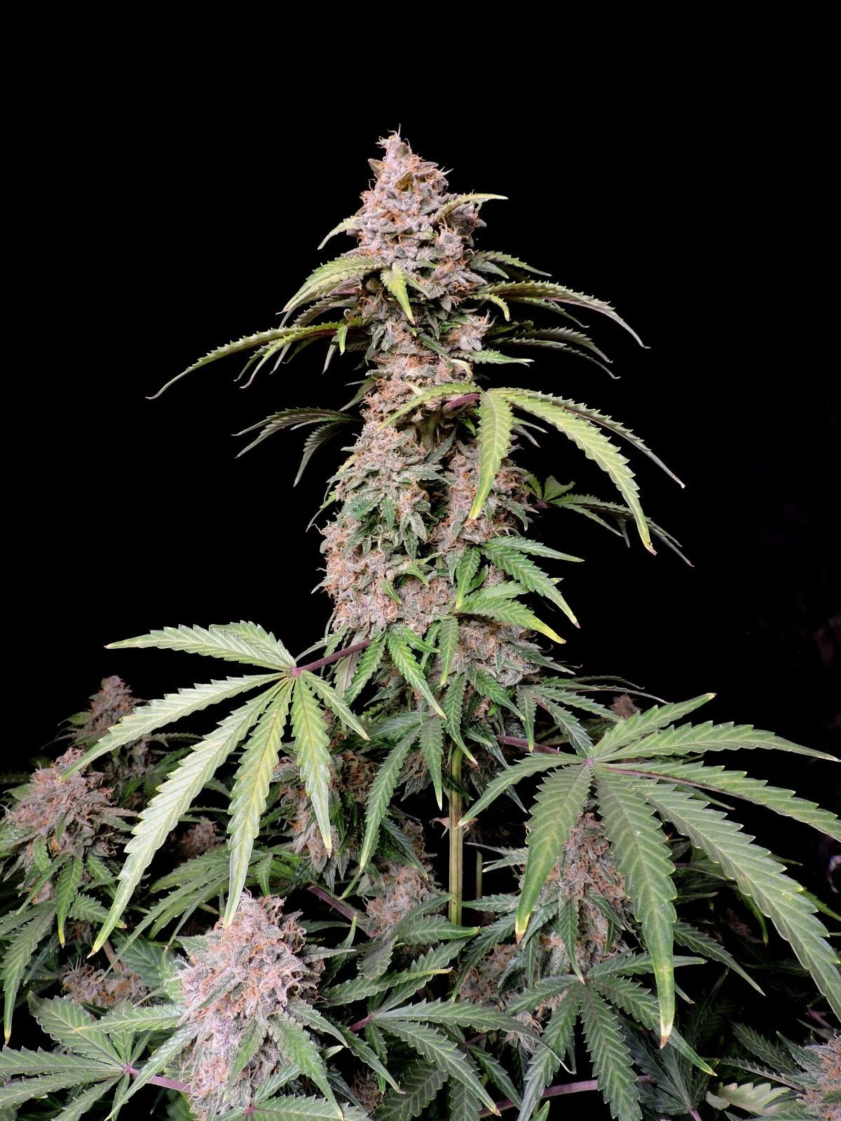 Amnesia Z Auto - Cannaseuse - Curated Genetics - 42 Fast Buds
