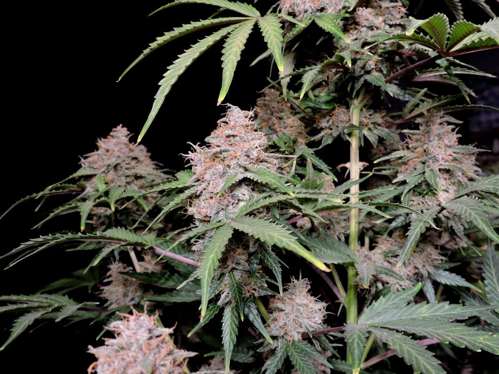 Amnesia Z Auto - Cannaseuse - Curated Genetics - 42 Fast Buds