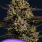 Anesia Seeds-Chimera Cut