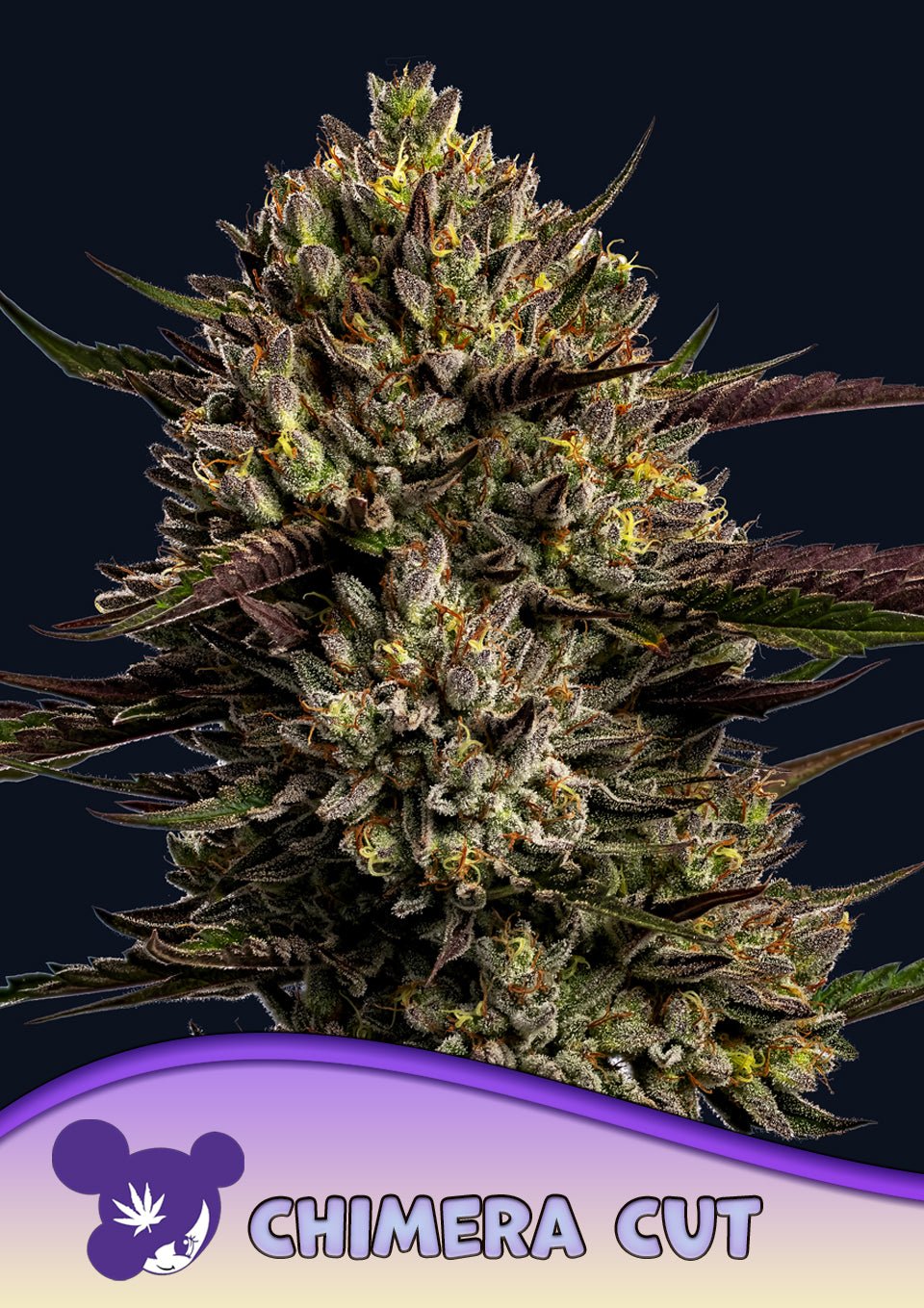 Anesia Seeds-Chimera Cut