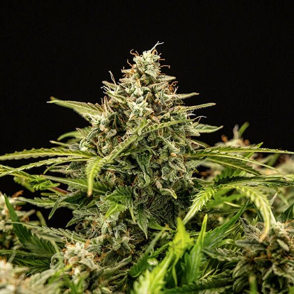 Apollo F1 - Cannaseuse - Curated Genetics - Royal Queen Seeds