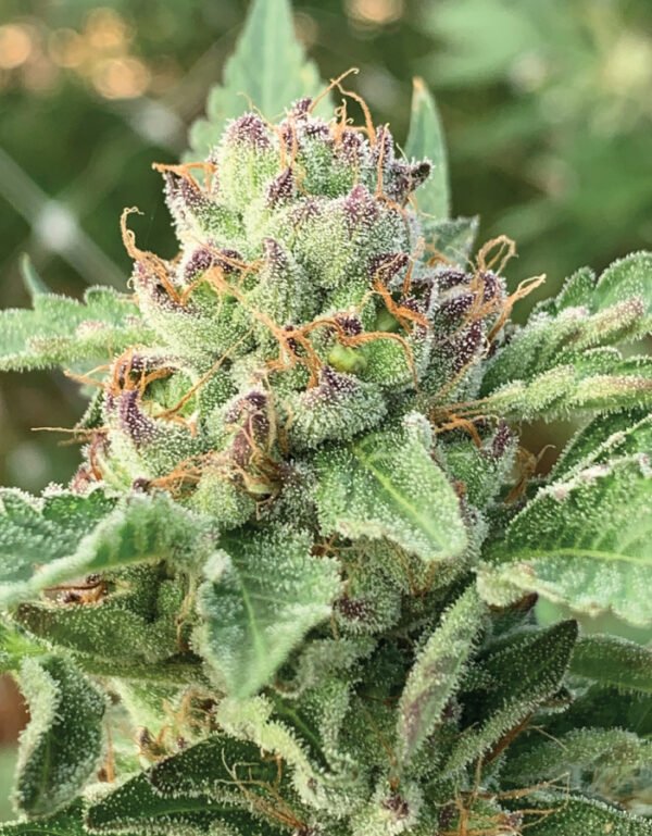 Humboldt Seed Company-Apple Blossom