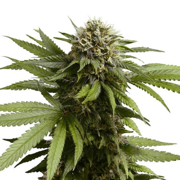 Apple Fritter Auto - Cannaseuse - Curated Genetics - Royal Queen Seeds