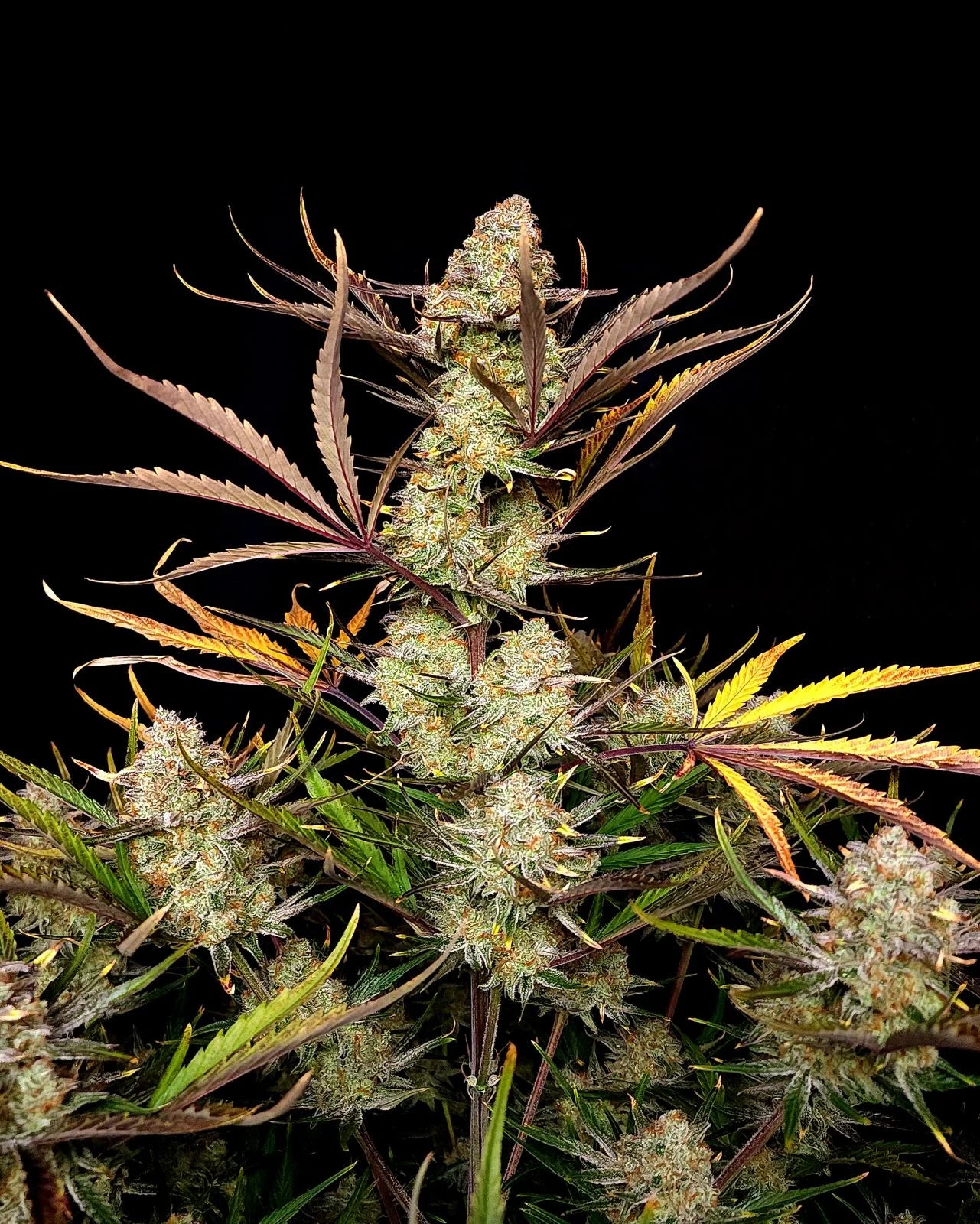 Apple Strudel Auto™ - Cannaseuse - Curated Genetics - 42 Fast Buds