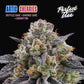 Perfect Tree Seeds-Arctic Cherries