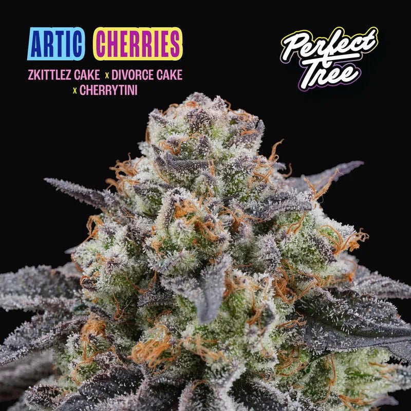 Perfect Tree Seeds-Arctic Cherries