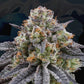 Perfect Tree Seeds-Arctic Cherries