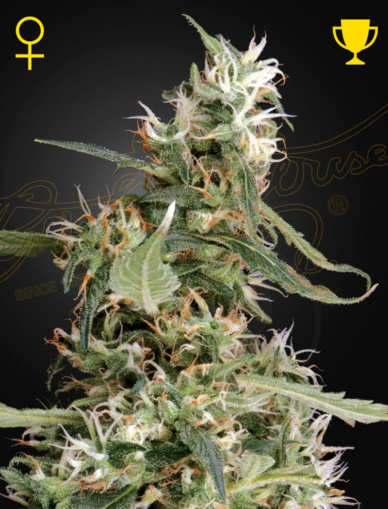 Green House Seeds-Arjan's Ultra Haze 1