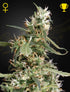 Green House Seeds-Arjan&