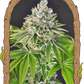 Artic Flurry - Cannaseuse - Curated Genetics - Exotic Seed