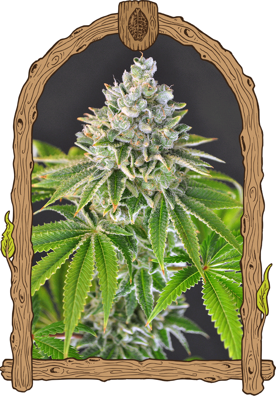 Artic Flurry - Cannaseuse - Curated Genetics - Exotic Seed