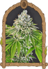 Artic Flurry - Cannaseuse - Curated Genetics - Exotic Seed
