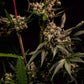Astro Lemonade F1 - Cannaseuse - Curated Genetics - Royal Queen Seeds