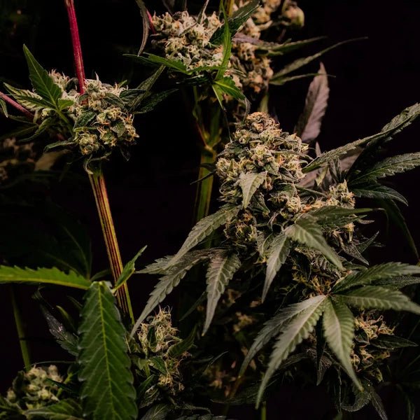 Astro Lemonade F1 - Cannaseuse - Curated Genetics - Royal Queen Seeds