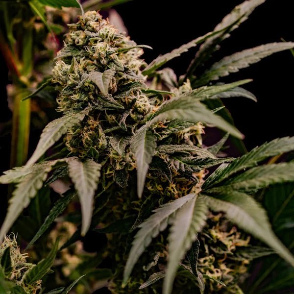 Astro Lemonade F1 - Cannaseuse - Curated Genetics - Royal Queen Seeds