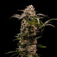 Astro Lemonade F1 - Cannaseuse - Curated Genetics - Royal Queen Seeds