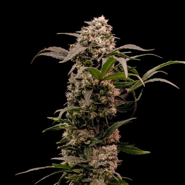Astro Lemonade F1 - Cannaseuse - Curated Genetics - Royal Queen Seeds