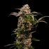 Astro Lemonade F1 - Cannaseuse - Curated Genetics - Royal Queen Seeds