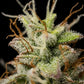 Atlas F1 - Cannaseuse - Curated Genetics - Royal Queen Seeds