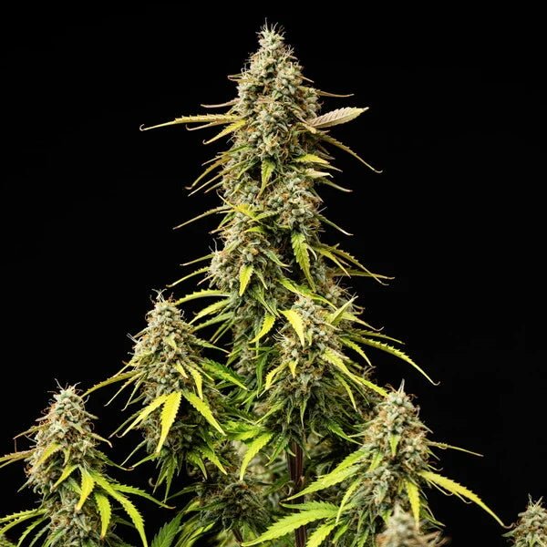 Atlas F1 - Cannaseuse - Curated Genetics - Royal Queen Seeds